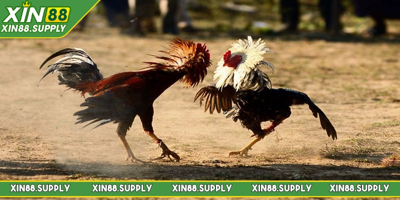 Các hình thức kèo cược phổ biến trong đá gà Campuchia