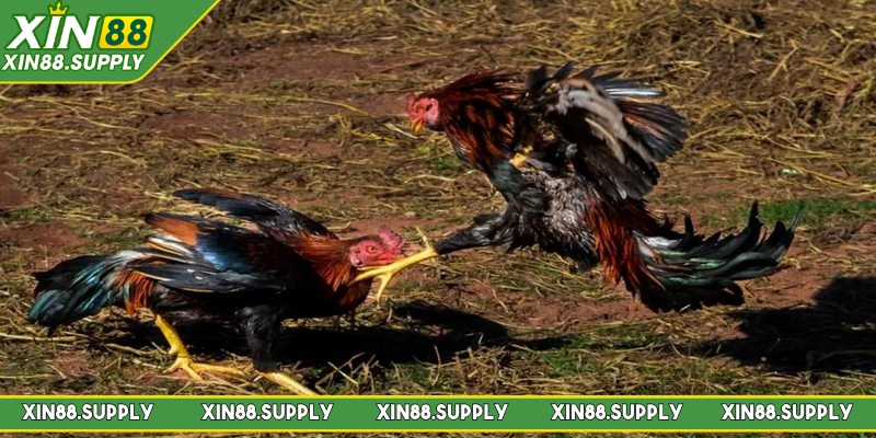 Đá Gà Philippines bộ môn đối kháng cá cược hàng đầu