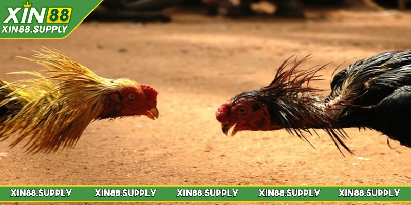 Đá gà Thomo là hình thức chọi kê nổi tiếng hiện nay