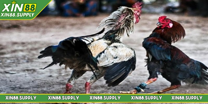 Một số hình thức đá gà Thomo thịnh hành nhất